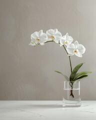 white orchid still life