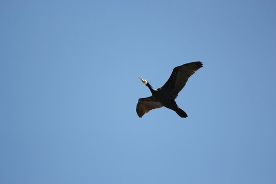 wild goose flying in blue sky