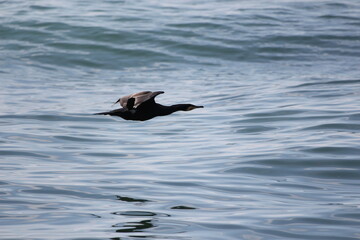wild goose flying on the sea