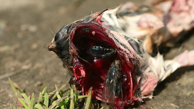 Blue Bottle flies (Calliphora vicina) feeding inside the ribcage of a partial rodent carcass. April, Kent, UK [Slow motion x5]
