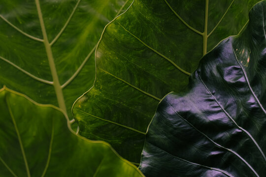 big green leaves pattern