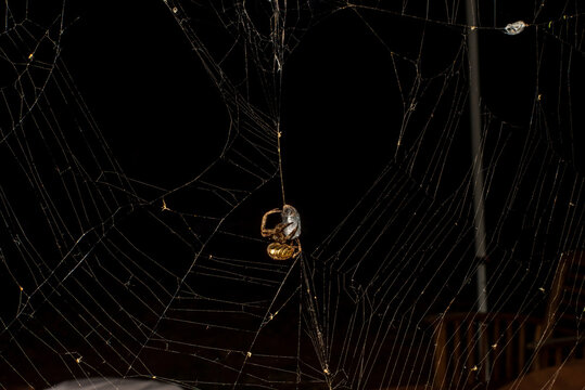 Spider web with prey capture in it