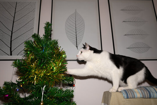 Cat playing with Christmas tree