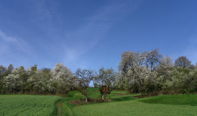 Blütenbäume in Marburg, Felder grün
