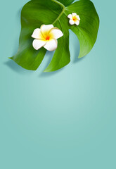 Top view of holiday travel beach with flower plumeria and monstera leaves on blue background.