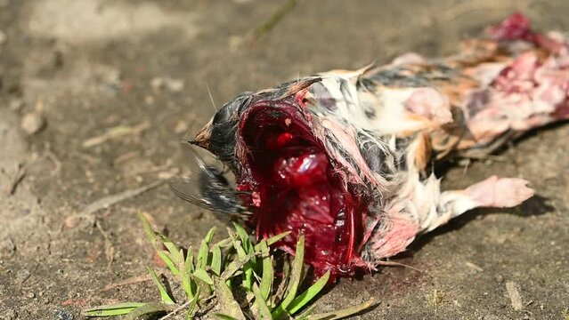 Blue Bottle fly (Calliphora vicina) landing on and feeding inside the ribcage of a partial rodent carcass. April, Kent, UK [Slow motion x5]