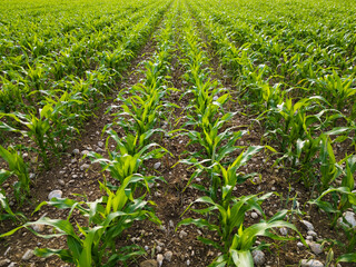 Naklejka premium Countryside landscape, field of young green corn plants growing under the pleasant afternoon sun in the summer season, aerial shot.