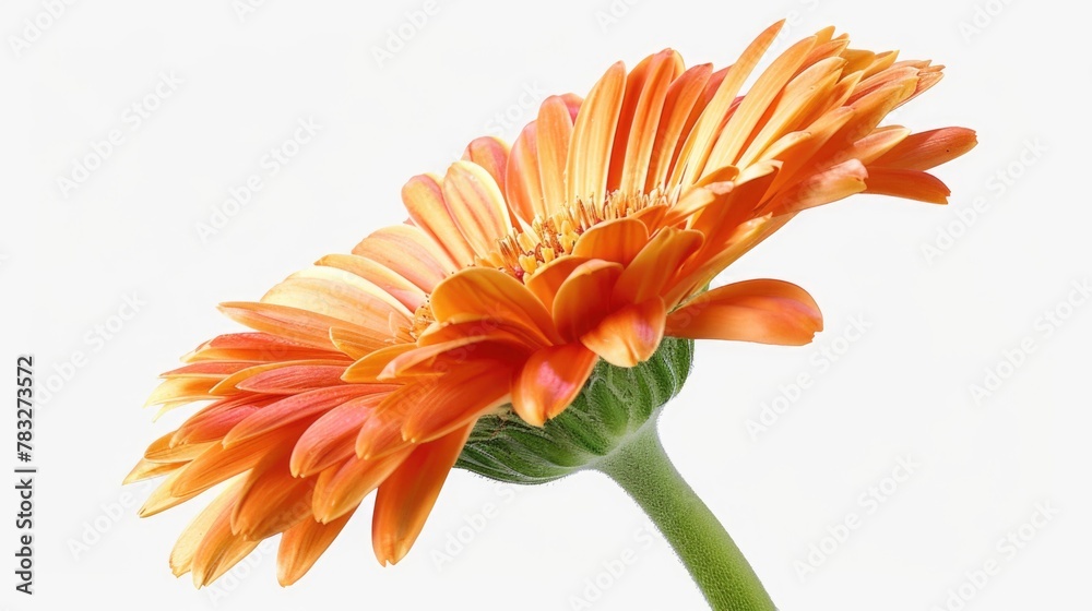 Poster detailed close up of a flower against a plain white background. suitable for various design projects