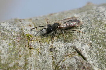 Closeup on a male Mellow minder mining bee, Andrena mitis sitting on wood