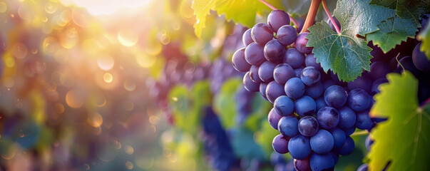 Sunlit Vineyard: Ripe Grapes Ready for Harvest