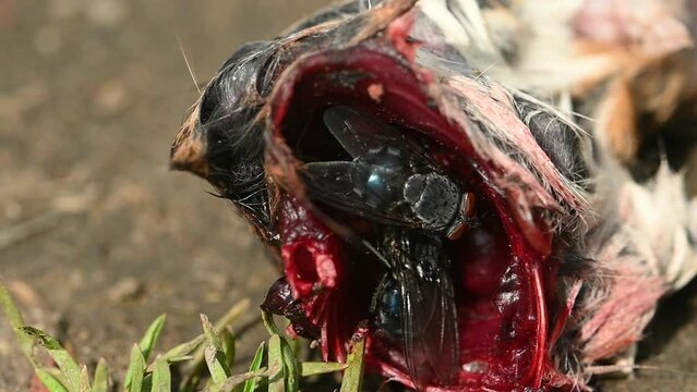 Blue Bottle flies (Calliphora vicina) feeding inside the ribcage of a partial rodent carcass. April, Kent, UK [Slow motion x5]