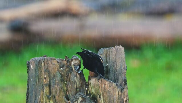 Rain.g Images – Browse 8,455 Stock Photos, Vectors, and Video | Adobe Stock