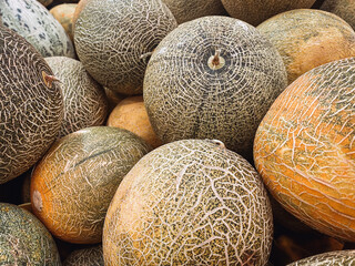 Large harvest of yellow melons of the Kolkhoznitsa variety. - 783275303