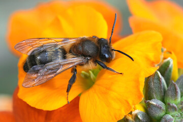 Colorful closeup on a female Chocolate mining bee, Andrena scotica, sitting on an Orange Erysimum linifolium