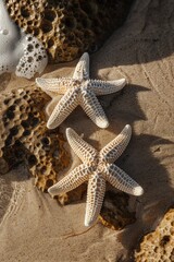 Two starfish lying on the sandy beach near the ocean. Perfect for beach-themed designs