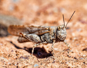 grasshopper on a surface