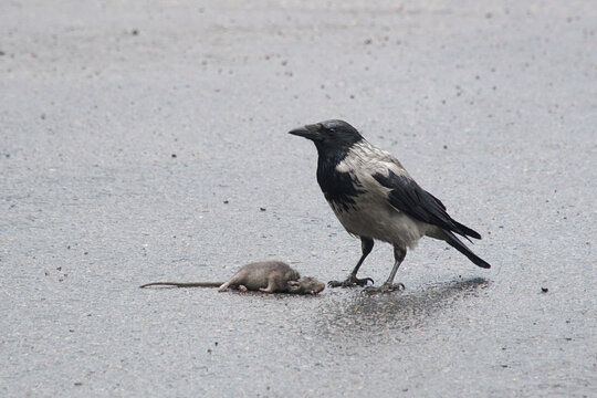 A crow stands over a dead rat lying on the asphalt.