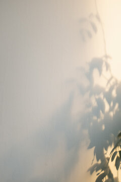 Vine in evening light