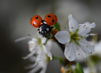 Marienkäfer beim Abflug