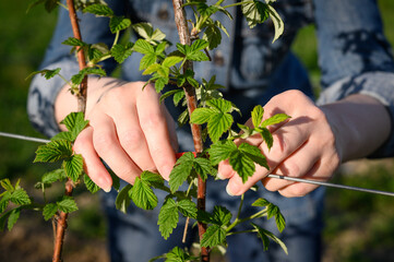 Woman's Hands Tying Raspberry Branches at Garden Sunset