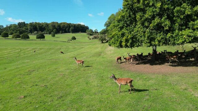 Drone shot of gazelles resting and grazing under big tree in Ashton Court Estate Park in Bristol, UK