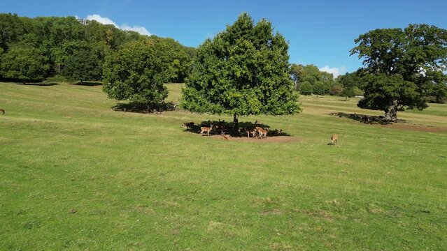 Drone shot of a herd of gazelles resting under a big tree in Ashton Court Estate Park in Bristol, UK