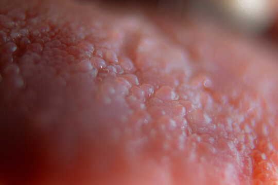 Human Tongue Sticking Out