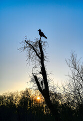 Krähe auf einem Baum bei Sonnenuntergang