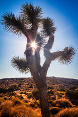 Joshua tree park at sunset, in Mojave Desert, California with sun rays shining through. - 783282933