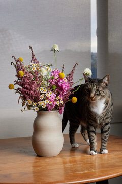 Cute cat with flowers