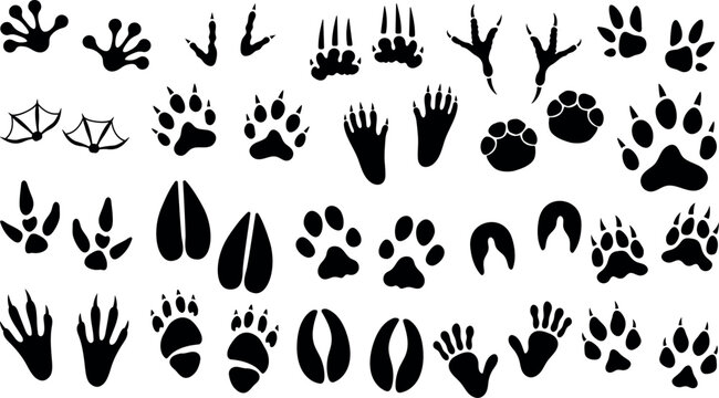 Animals footprints. Large set of animal and bird trace steps, Animal tracks. Pelican Footprints, Elephant , Raccoon, Ostrich, Echidna, Horse, Ferret, Echidna, Doe, Crow, Squirrel, Porcupine, Giraffe..