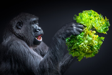 closeup view of a gorilla holding lettuce