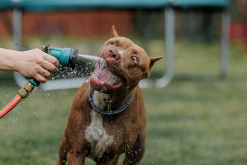 Pitbull dog with water
