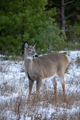 female doe whitetailed deer in snow