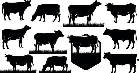 black angus cow icon design. great set collection clip art Silhouette , Black vector illustration on white background .
