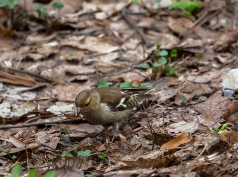 A female Eurasian Chaffinch on the background of dry leaves in the forest in early spring