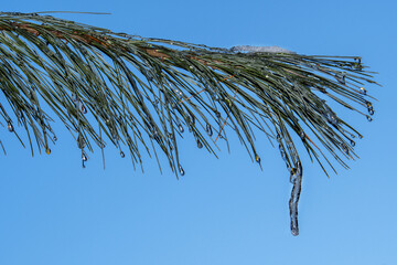 Pine bough with icicles