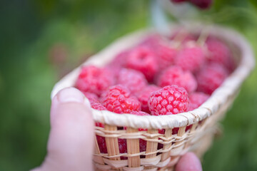 Raspberries harvesting. A wicker bowl in a woman's hand, full of picked berries on the raspberry plantation. - 783284316