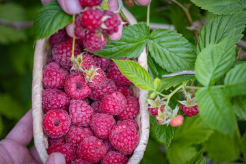 Raspberries harvesting. A wicker bowl in a woman's hand, full of picked berries on the raspberry plantation. - 783284333