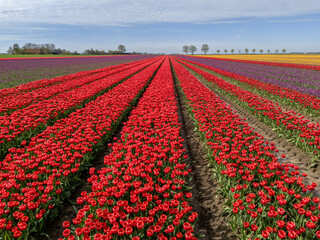 Aerial View of a Colorful Tulips Flower field in the Netherlands
