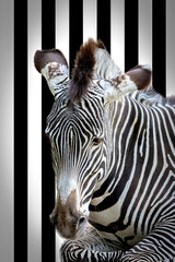 Zebra’s Optical Illusion striped background