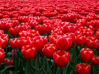 Red Tulip Wonderland: Blooming Fields in Groningen, Netherlands