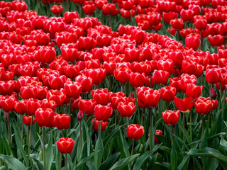 Red Tulip Wonderland: Blooming Fields in Groningen, Netherlands