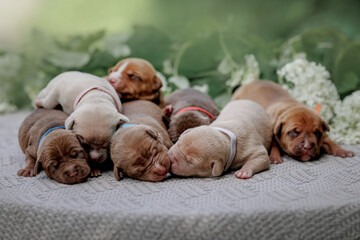 7 pitbull puppies
