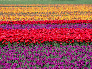 Red Yellow and Purple Tulips in a flower field in the Netherlands