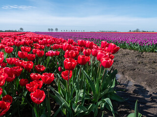 Colorful Spectacle: Red and purple Tulip Flower Fields in Groningen, Netherlands