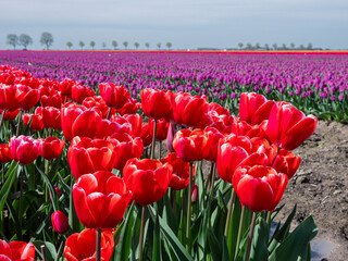 Colorful Spectacle: Red and purple Tulip Flower Fields in Groningen, Netherlands