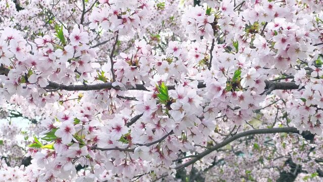 Cherry blossoms in full bloom swinging in the wind. A scene of spring time in Japan. Yoshino cherry tree. fix.