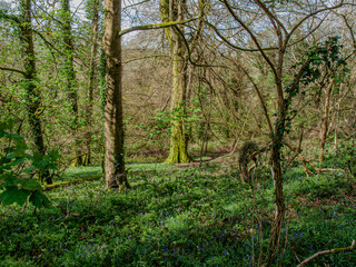 First sight of Bluebells in a hidden Cornish forest
