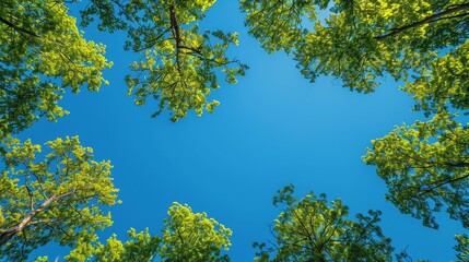 Obraz premium Upward View Through Green Canopy to Clear Blue Sky
